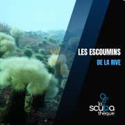 Les Escoumins 2027 : 12 et/ou 13 juin (2 plongées par jour )